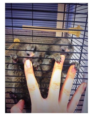 frumoase-maimute-marmoset-de-vanzare-big-0