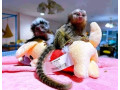 maimute-marmoset-finger-de-vanzare-small-0