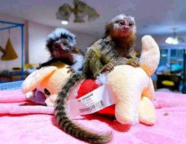 maimute-marmoset-finger-de-vanzare-big-0