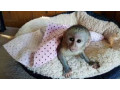 frumos-marmoset-disponibile-maimute-disponibile-small-0