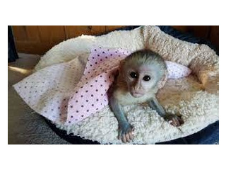 Frumos marmoset disponibile maimuțe disponibile
