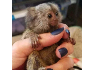 Maimuțe marmoset pigmee gemene disponibile