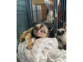 Marmoset pui de maimuțe gata pentru o nouă casă