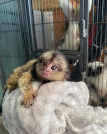 marmoset-pui-de-maimute-gata-pentru-o-noua-casa-big-0