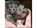 maimute-marmoset-dragute-si-joviale-de-vanzare-small-0