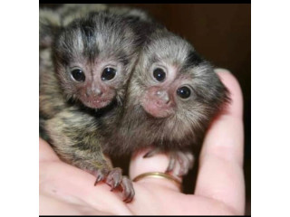 Maimuțe marmoset drăguțe și joviale de vânzare