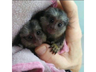 Maimuțe Marmoset sănătoase sunt disponibile