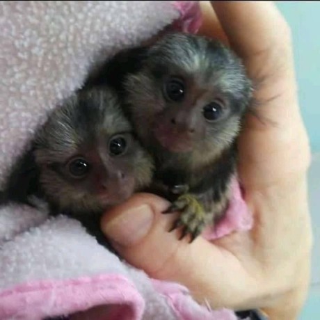maimute-marmoset-sanatoase-sunt-disponibile-big-0