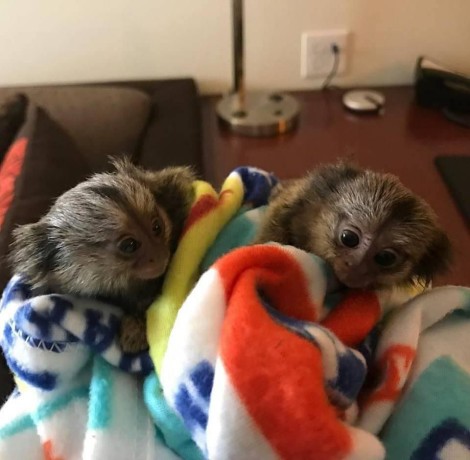 degetul-pui-de-marmoset-maimute-de-vanzare-big-0