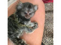 marmosets-healthy-finger-de-vanzare-small-0