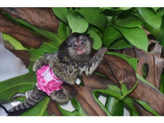 Mare însoțitoare de pui de maimuță marmoset de vânzare