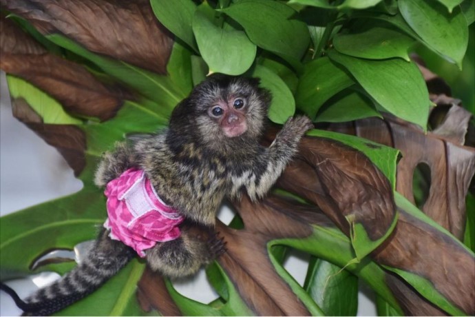 mare-insotitoare-de-pui-de-maimuta-marmoset-de-vanzare-big-0