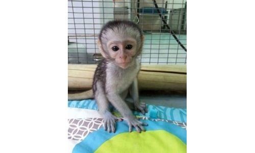 pregatiti-dragute-maimute-capucine-pentru-dragostea-animalelor-de-companie-big-0