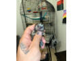 sunt-disponibile-pui-de-maimuta-marmoset-small-0