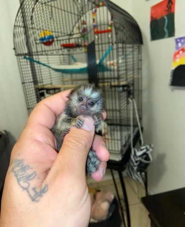 sunt-disponibile-pui-de-maimuta-marmoset-big-0