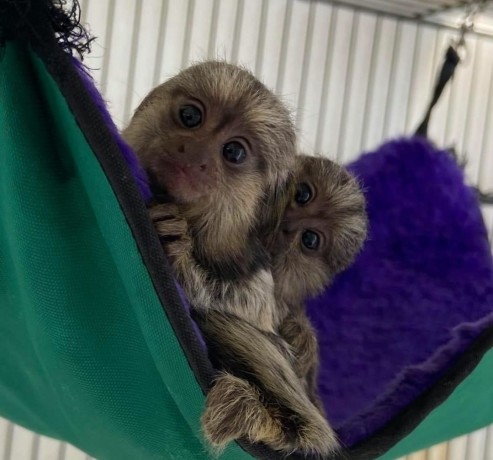 marmosets-frumosi-de-sex-masculin-si-feminin-de-vanzare-big-0
