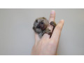dragut-imblanzit-capucin-veverita-paianjen-si-maimute-marmoset-de-vanzare-small-0