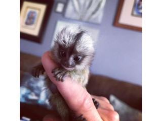 Maimuțe marmoset minunate disponibile