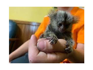 Maimuțe marmoset degete de vânzare