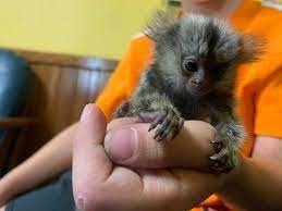 maimute-marmoset-degete-de-vanzare-big-0