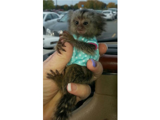 Maimuțe marmoset de calitate de vânzare