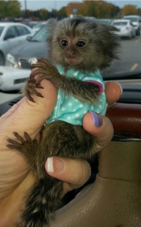 maimute-marmoset-de-calitate-de-vanzare-big-0