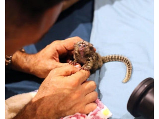 Maimuțe marmoset drăguțe disponibile