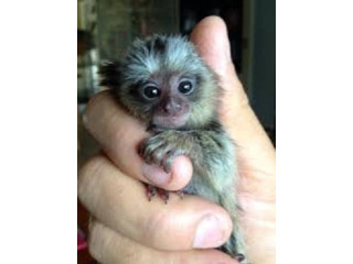 Marmoset pigmeu fermecător de vânzare