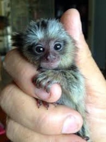 marmoset-pigmeu-fermecator-de-vanzare-big-0
