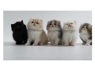 Pui de pisică de rasă pură disponibili