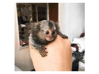 De vânzare pui de maimuță marmoset