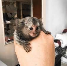 de-vanzare-pui-de-maimuta-marmoset-big-0