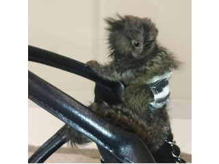 Maimuțe Marmoset adorabile disponibile