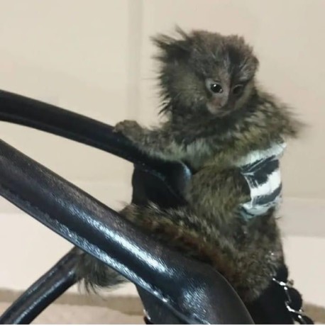 maimute-marmoset-adorabile-disponibile-big-0