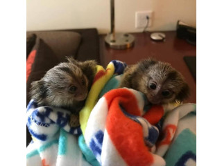 Drăguțe pui de maimuțe marmoset de vânzare