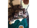 maimuta-marmoset-crescuta-acasa-care-are-nevoie-de-o-casa-noua-small-0