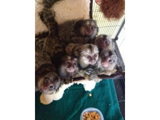 Maimuță marmoset crescută acasă, care are nevoie de o casă nouă