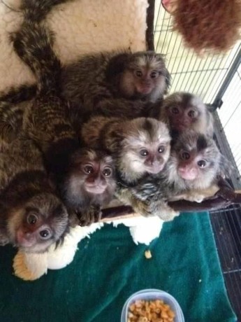 maimuta-marmoset-crescuta-acasa-care-are-nevoie-de-o-casa-noua-big-0