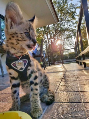 serval-savannah-thaj-caracal-chave-big-4