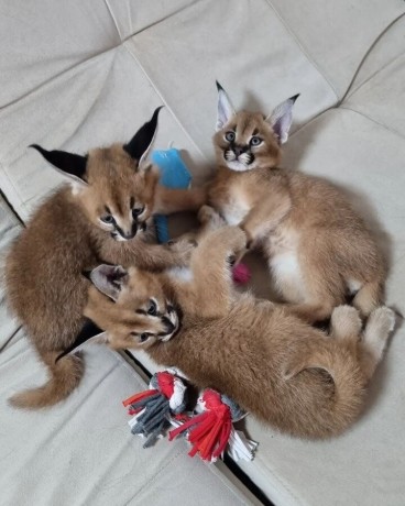 serval-savannah-thaj-caracal-chave-big-1