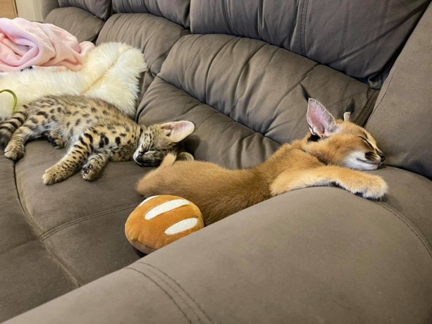 serval-savannah-thaj-caracal-chave-big-3