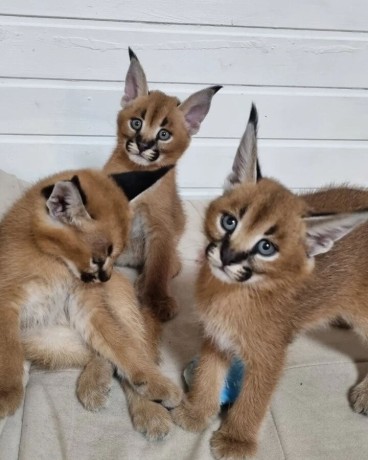 serval-savannah-thaj-caracal-chave-big-0