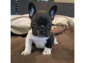catelusi-de-buldog-francez-gata-de-adoptie-small-0