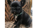 catelusi-de-buldog-francez-gata-de-adoptie-small-1