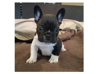 Cățeluși de buldog francez gata de adopție