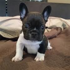catelusi-de-buldog-francez-gata-de-adoptie-big-0