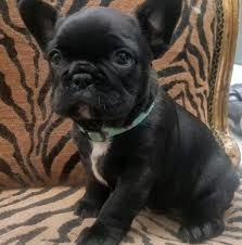catelusi-de-buldog-francez-gata-de-adoptie-big-1