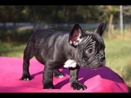 catelusi-de-buldog-francez-gata-de-adoptie-big-2