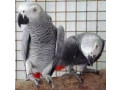 papagalii-gri-africani-de-vanzare-small-0