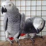 papagalii-gri-africani-de-vanzare-big-0